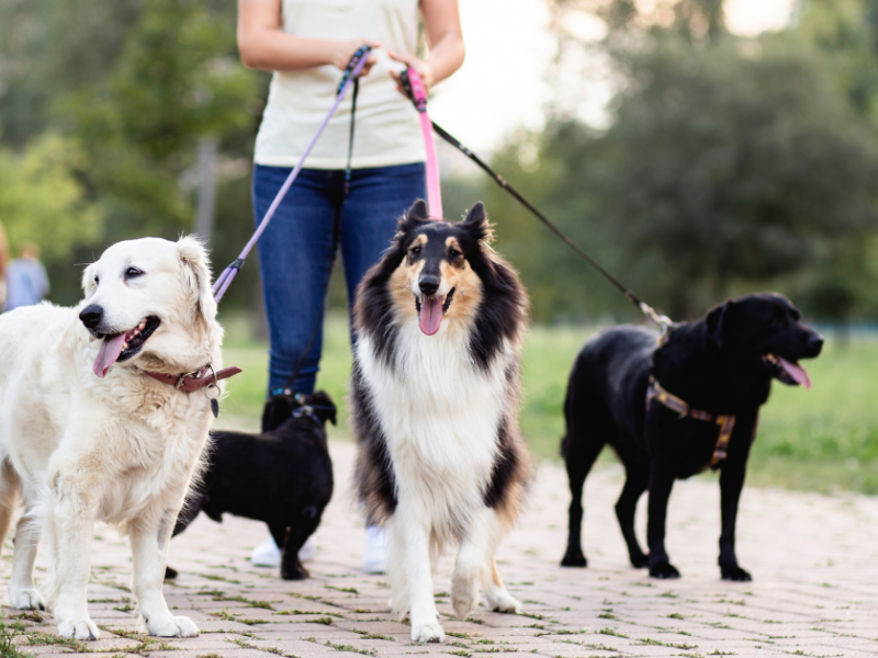 4 Of The Best Van Options For Dog Walkers